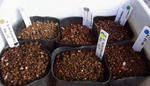 101005tubers.jpg