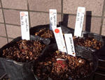101006tubers.jpg