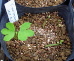 101007moritzianum.jpg