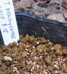101007brachyceras.jpg