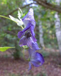 101009torikabuto2.jpg