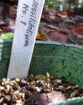 101010sessilifolium.jpg