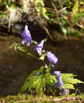 101012torikabuto2.jpg