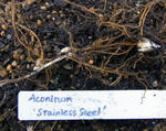 101013aconitum.jpg