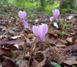 101015cyclamen.jpg