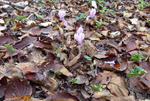 101015cyclamen2.jpg