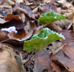101015cyclamen3.jpg
