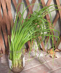 101018tamanegi2.jpg
