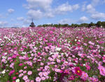101106oxalis2.jpg