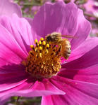 101106cosmos.jpg
