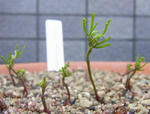 101106oxalis.jpg