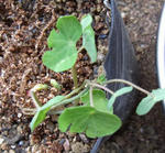 101107tuberosum1.jpg