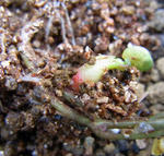 101107tuberosum2.jpg