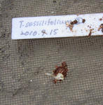 101113sessilifolium2.jpg