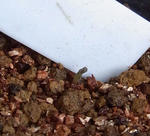 101113sessilifolium.jpg