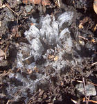 101117shimobashira.jpg