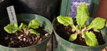 101128primula.jpg
