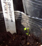 101204speciosum.jpg