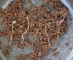 101209sessilifolium.jpg