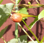 101209moritzianum.jpg