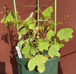 101211moritzianum2.jpg