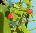 101212moritzianum3.jpg
