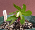 101220hellebo.jpg