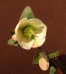 101222hellebo.jpg
