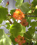 101225moritzianum2.jpg
