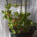101225moritzianum.jpg