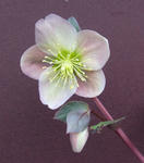 101231hellebo.jpg