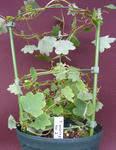 110105moritzianum.jpg