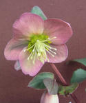 110106hellebo.jpg