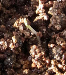 110107sessilifolium.jpg