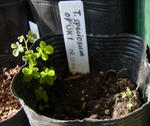 110108speciosum1.jpg