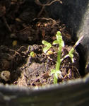 110108speciosum2.jpg