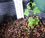 110110speciosum.jpg