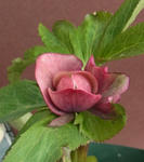 110110hellebo2.jpg