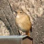 110112jyobitaki.jpg