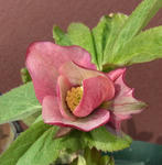 110113hellebo2.jpg