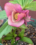 110113hellebo3.jpg