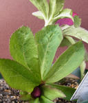 110113hellebo4.jpg
