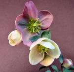 110114hellebo.jpg