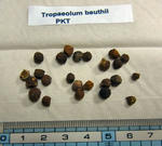 110115beuthii.jpg