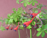 110115tricolor.jpg