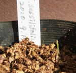 110116sessilifolium.jpg