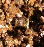 110119leptophyllum2.jpg