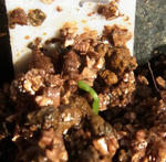 110119leptophyllum1.jpg