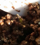 110119leptophyllum3.jpg