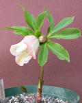 110121hellebo.jpg